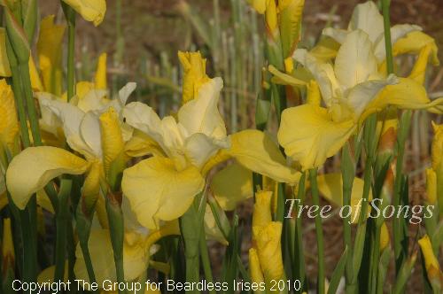 Tree Of Songs.clump